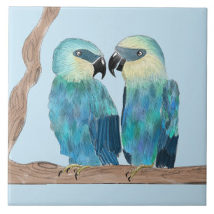 Carreau Macaws de Spix sur un carrelage en céramique - (B)