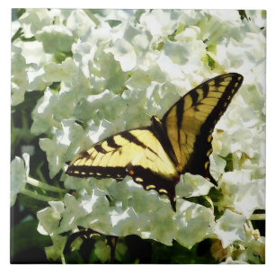 Carreau Machaon sur l'hortensia blanc