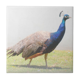 Carreau Magnifique oiseau paon marchant 