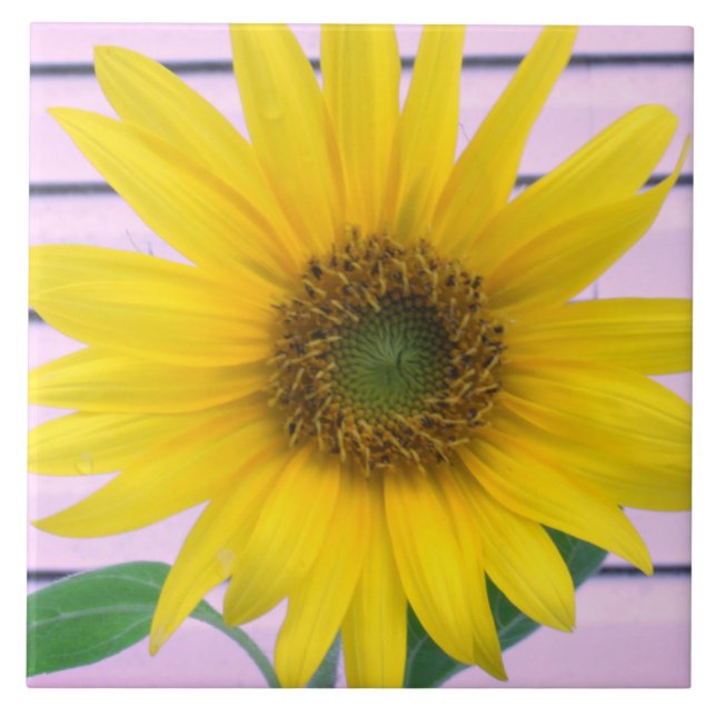 Carreau Magnifique tournesol jaune en fleurs l'été (Devant)