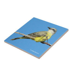 Carreau Magnifique Tropical Kingbird sur Blackberry Branch