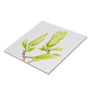 Carreau Magnolias Jaunes sur Carrelage en céramique (2W)