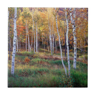 Carreau Maine, Parc national de l'Acadia, automne