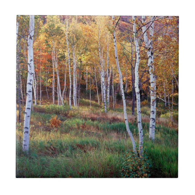 Carreau Maine, Parc national de l'Acadia, automne (Devant)