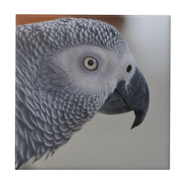 Carreau Majestic African Grey Parrot (Devant)