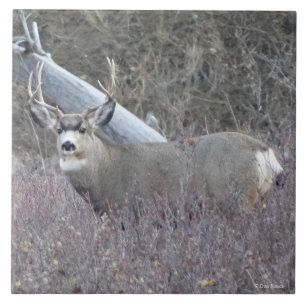 Carreau Mâle de cerfs communs de mule D32