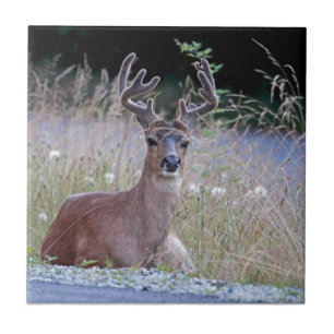 Carreau Mâle de cerfs communs se couchant