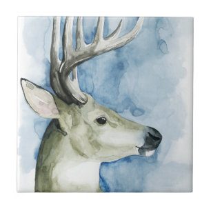 Carreau Mâle errant - aquarelle