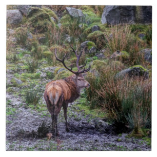 Carreau Mâle rouge sauvage dans la tuile de l'Ecosse