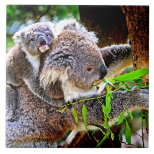 Carreau Maman Koala et bébé Joey dans un arbre