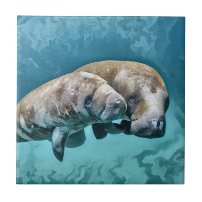 Carreau Manatees (Devant)