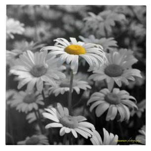 Carreau Marguerite jaune dans une mer de marguerites noire