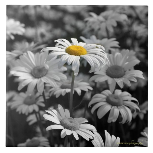 Carreau Marguerite jaune dans une mer de marguerites noire (Devant)