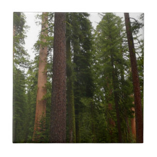Carreau Mariposa Grove dans le parc national de Yosemite