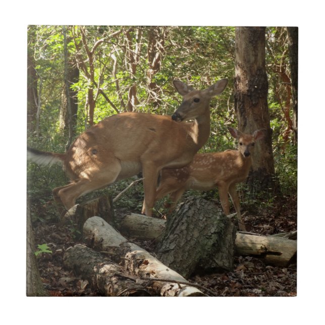 Carreau Mère et bébé cerf au Parc national de Shenandoah (Devant)