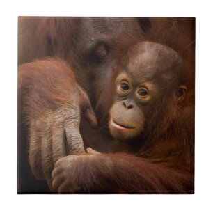 Carreau Mère orang-outan et bébé au zoo