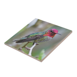 Carreau Merveilleux colibri d'Anna masculine sur le prunie