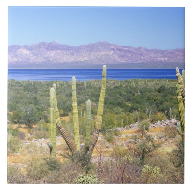 Carreau Mexique, Basse Californie du Sud, Cardon Cactus à (Devant)