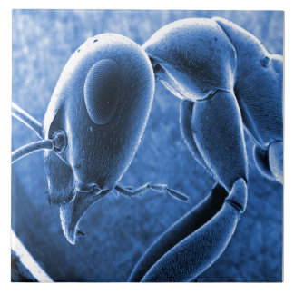 Carreau Micrographe nano de microscope à balayage