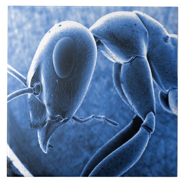 Carreau Micrographe nano de microscope à balayage (Devant)