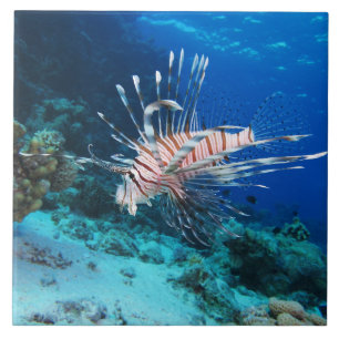 Carreau Miles de poissons-lions ou de ptérois, poissons de