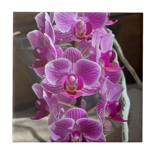 Carreau Mini Phalaenopsis Sogo Vivien Orchidée violet