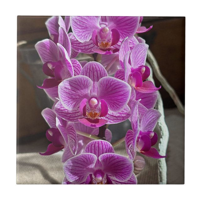 Carreau Mini Phalaenopsis Sogo Vivien Orchidée violet (Devant)