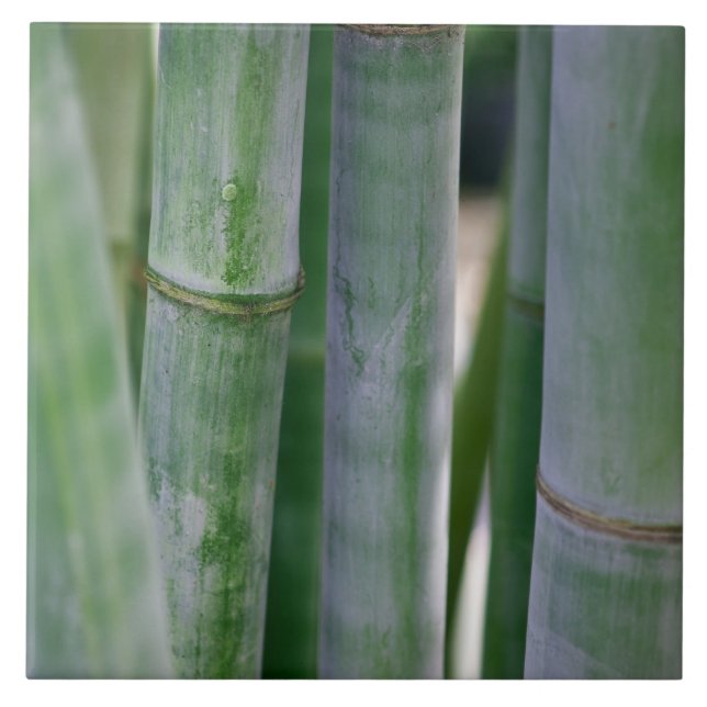 Carreau Modèle customisé par arrière - plan en bambou (Devant)