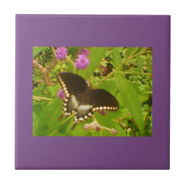 Carreau Monarque noire violette enveloppée