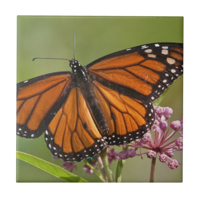 Carreau Monarque papillon mâle sur le marécage Milkweed (Devant)