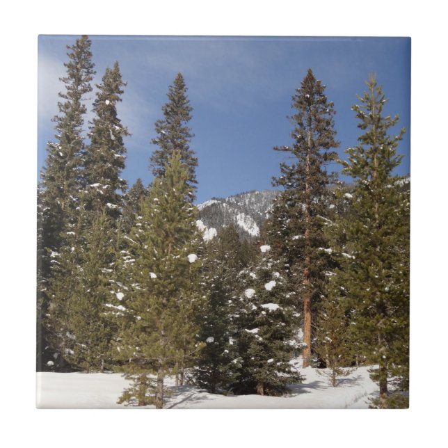Carreau Montana Mountain Trails in Winter Landcape Photo (Devant)