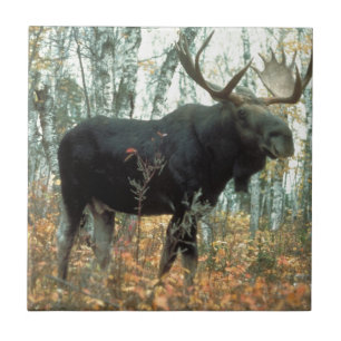 Carreau Moose Forest Trees Parc Animal Wildlife Art