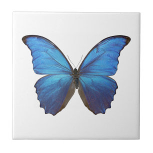 CARREAU MORPHO DIDIUS D