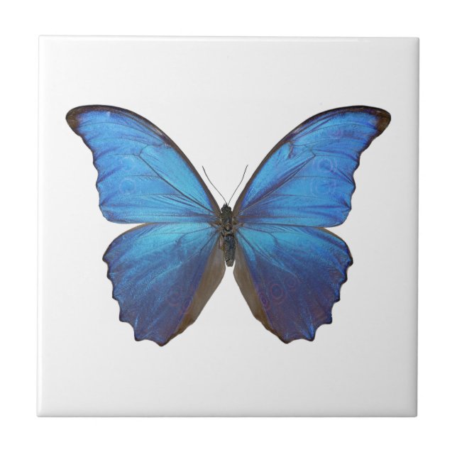CARREAU MORPHO DIDIUS D (Devant)