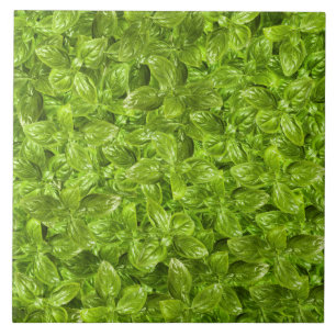 Carreau Motif de feuilles de basilic