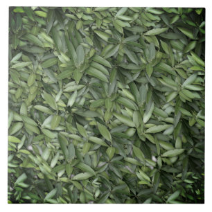 Carreau Motif Feuille verdoyant - Nature Botanique