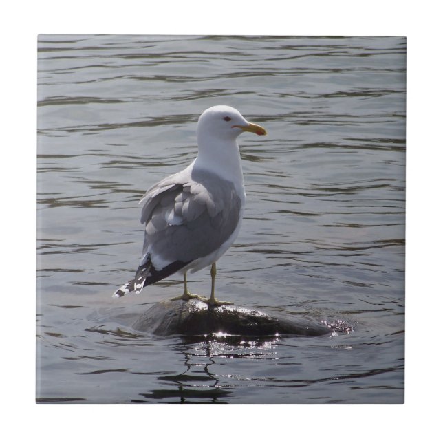 Carreau Mouette (Devant)