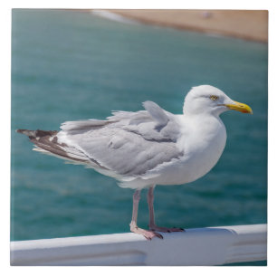 Carreau Mouette sur balustrade vue carrelage en céramique
