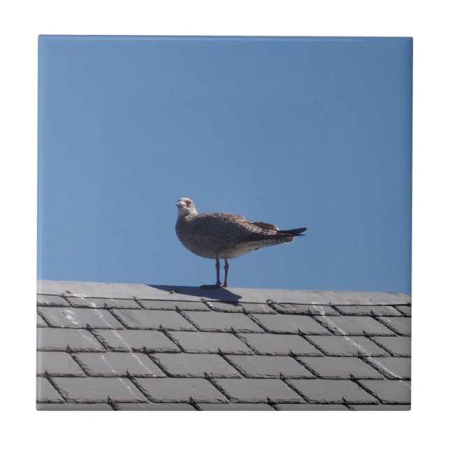 Carreau Mouette sur un toit d'ardoise (Devant)