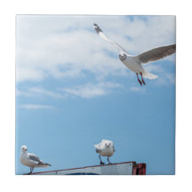 Mouettes assis en vol Oiseaux Ciel bleu