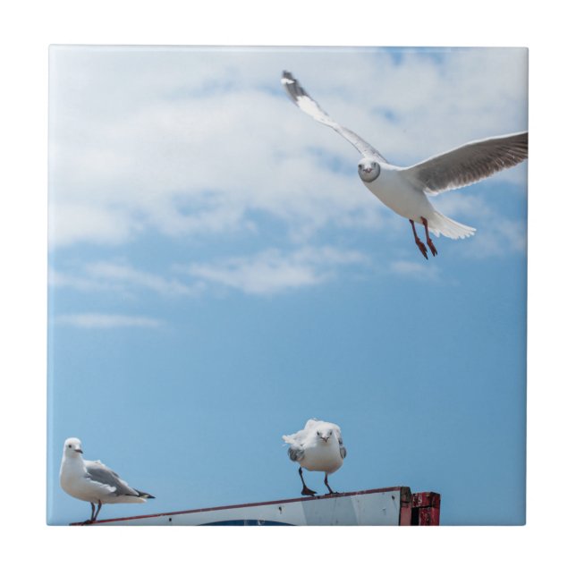 Carreau Mouettes assis en vol Oiseaux Ciel bleu (Devant)