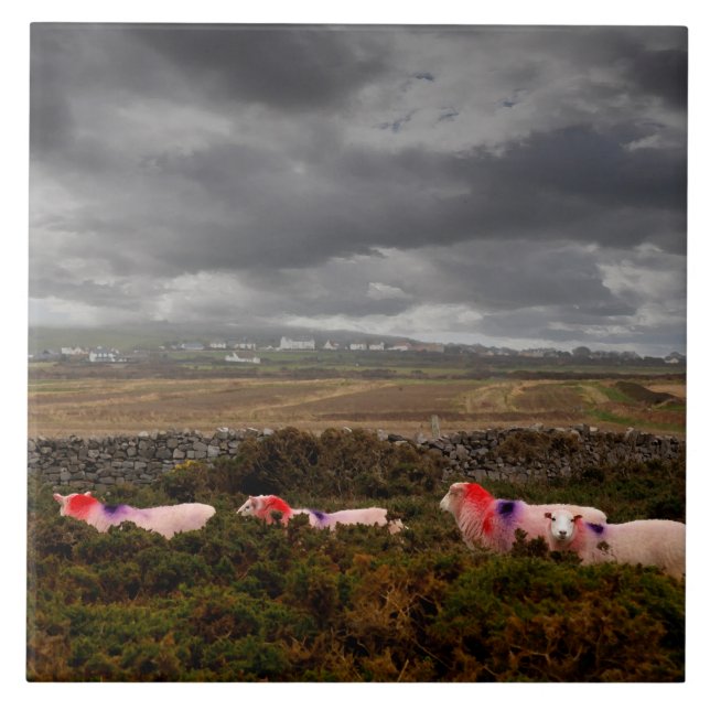 Carreau mouton coloré (Devant)
