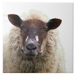 CARREAU MOUTON MIGNON