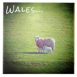 Carreau Moutons et agneaux sur le Pays de Galles d'Herbe V