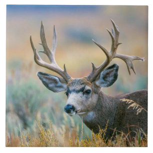 Carreau Mule Deer Buck   Parc national du Grand Teton Wyom