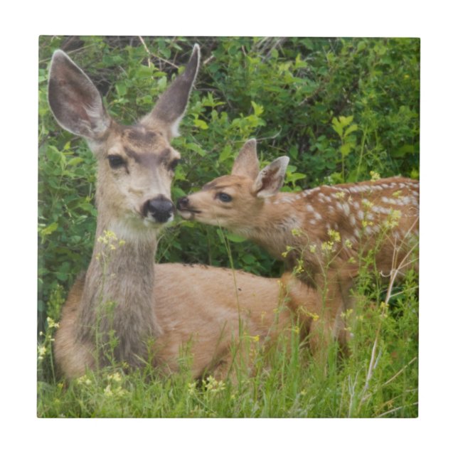 Carreau Mule Deer Doe avec Fawn (Devant)