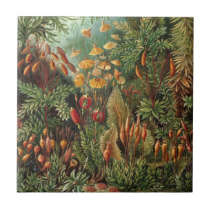 Carreau Muscinae vintage, plantes de mousse par Ernst Haec