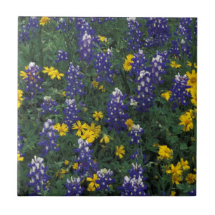 Carreau N.A., États-Unis, Texas, Marble Falls, Blue Bonne