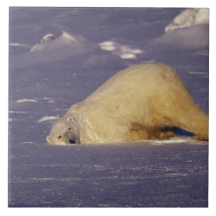 Carreau NA, Canada, Manitoba, Churchill, Ours polaire