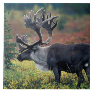 Carreau NA, États-Unis, Alaska, Denali NP, Bull caribou 3